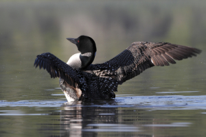 Photo credit: Common Loon // ShutterStock