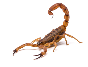 I'd rather be stung by a scorpion than read another Internet jurisdiction case. Photo credit: Brown scorpion // ShutterStock