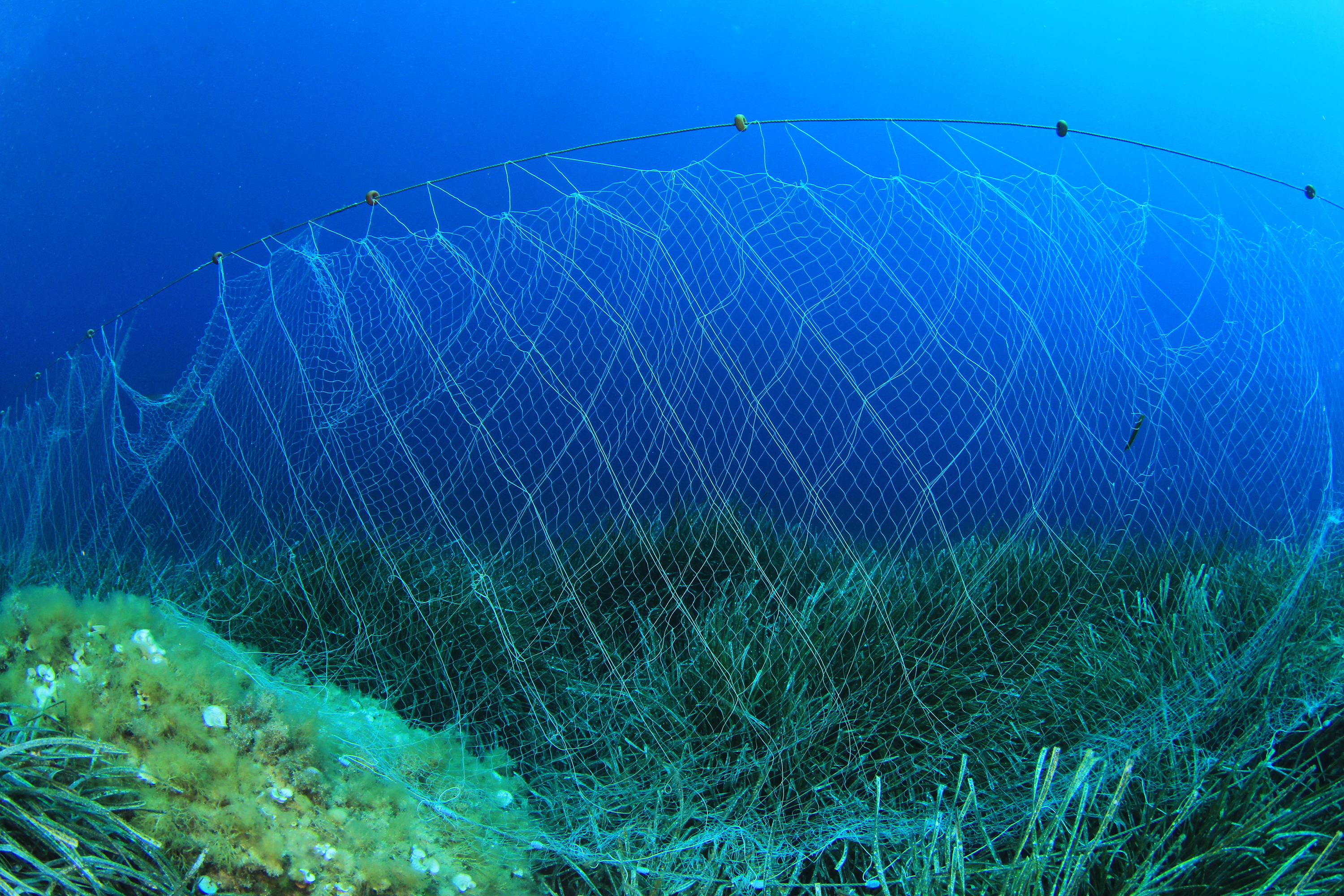 Лов рыбы сетью. Рыболовная сеть в воде. Рыболовные сети в море. Рыба в сети. Морская сеть.