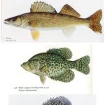Print-on-Demand Service Defeats Fish Illustrator's Copyright Claim--Tomelleri v. Sunfrog